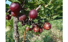 Rolonda