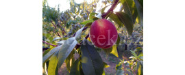 Envoy