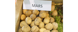 Mars