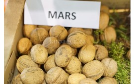 Mars