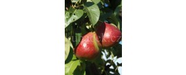 Dicolor